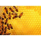 Ravensburger Puzzle Challenge Bienen 1000 Teile